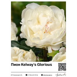 Пион Kelway's Glorious