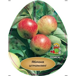 Яблоня Осеннее полосатое (Штрейфлинг) подвой 54-118 полукарликовый