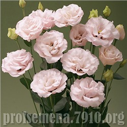 Эустома махровая Corelli Light Pink (2) - 5 шт NEW!!!