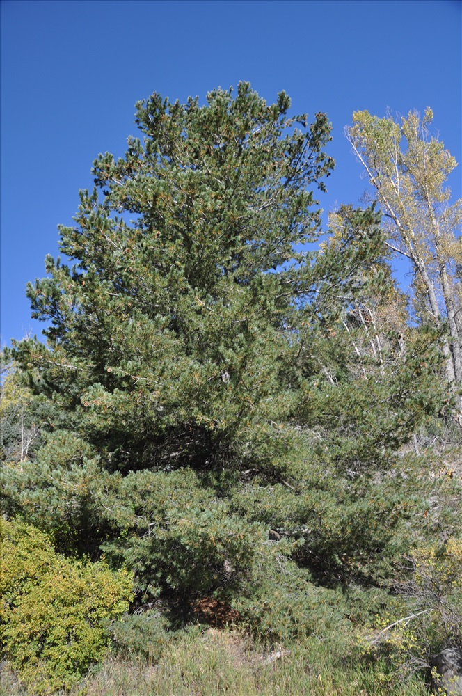 Сосна мягкая. Pinus flexilis 'Firmament'. Алтайская мягкая сосна. Мягкая сосна фото.