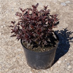 Пузыреплодник (Physocarpus) калинолист. Олл Блэк d10 h15-25