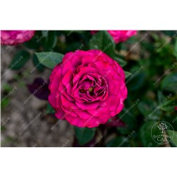 Роза Прэшес Моментс (ч-гибрид. фиолет. розов.)