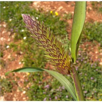 Канареечник канарский (около 100 семян).