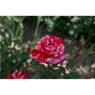 Роза Фердинанд Пичард (парков, розов.белый.)