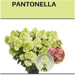 Гортензия метельчатая Pantonella