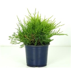 Можжевельник (Juniperus) средний Голд Коуст (KV) d13 h18-20