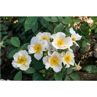 Роза Розалита (канад. шраб белый.желт.)