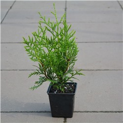 Туя (Thuja) западная Брабант (Н) d9 h60-70