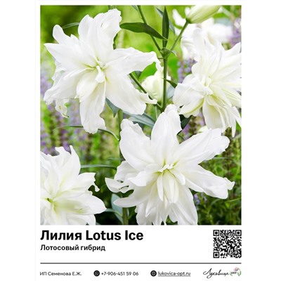 Лилия Lotus Ice (Лотосовый гибрид)