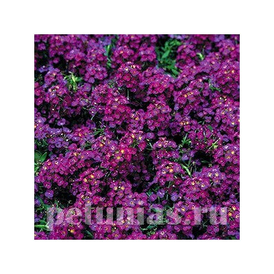 Алиссум Wonderland Deep Purple - 5 мультидраже