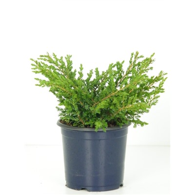 Можжевельник (Juniperus) обыкн. Репанда (KV) d23 h50-80