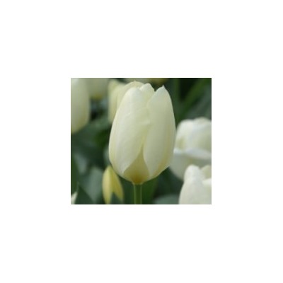 Тюльпан Пуриссима (10 шт)