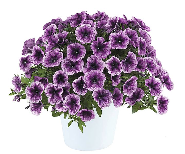 Петуния Petunia Galaxy Lilac 128