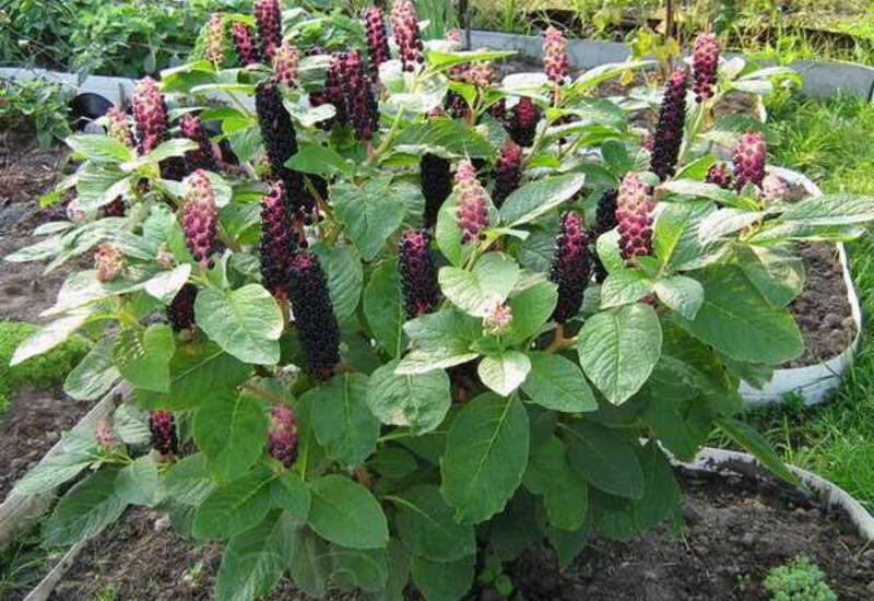 Phytolacca americana L., Лаконос американский (World flora) - Pl@ntNet identify