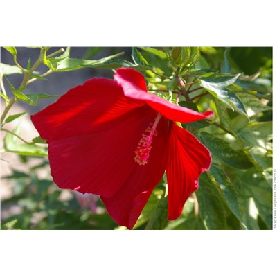 Гибискус травянистый, красный (50 семян).