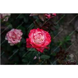 Роза Свитнес (ч.-гибрид., красный,белый)