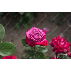 Роза Парадайз (ч.-гибрид, фиолет. красный)