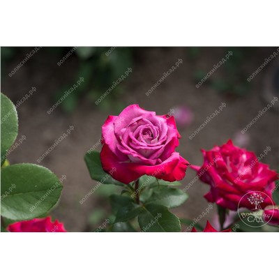 Роза Парадайз (ч.-гибрид, фиолет. красный)