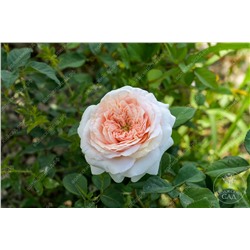 Роза Тсумуги (ч-гибрид. розовый)
