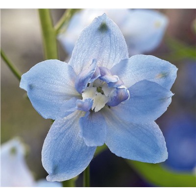 Дельфиниум высокий Magic Fountains Sky Blue White Bee - 10 шт.