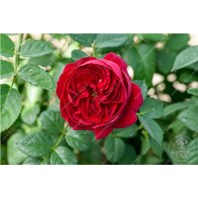Роза Эротик Рококо (спрей, красный)