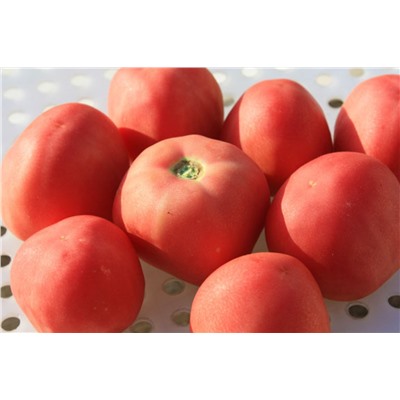 Томат Peach Blow Sutton Red (Персик Блоу Саттон красный, Англия), 5 семян