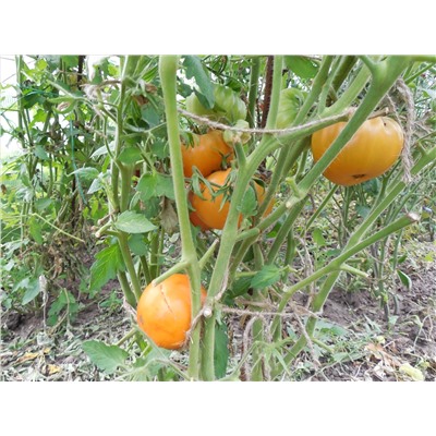 Томат "Гавайский ананас" (10 семян).