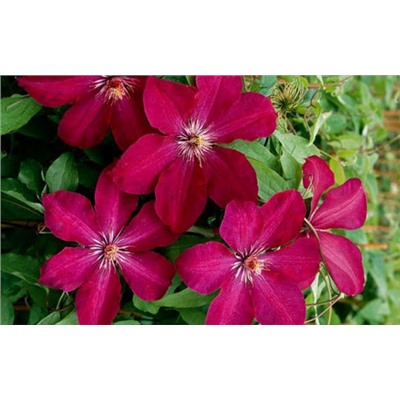 Клематис (Clematis) ампельный Руж Кардинал