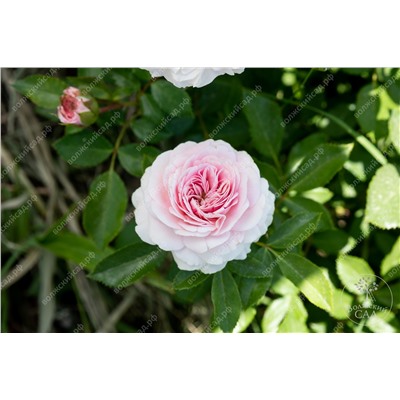 Роза Мария Терезия   (флориб., розов)