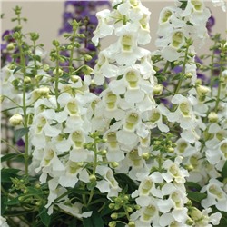 219 Ангелония узколистная SERENITA White (бедная орхидея)
