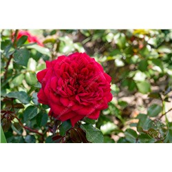 Роза Симпатия (плетист. красный)