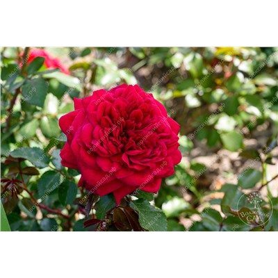 Роза Симпатия (плетист. красный)