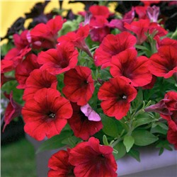 №1552 Петуния Crazytunia Red Blues