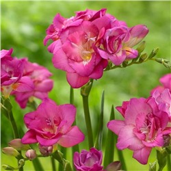 Фрезия Махровая розовая (10 шт)