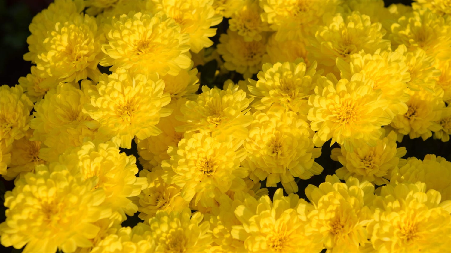 Хризантема круиз еллоу мультифлора фото
