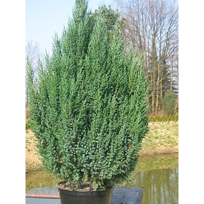 Можжевельник (Juniperus) китайский Стрикта d9 h20