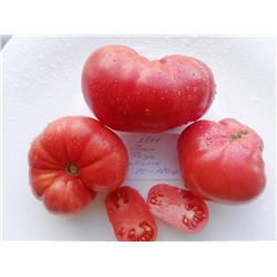 Гном Мали Роуз ( Dwarf Mallee Rose) (сорт из проекта Гном томатный) США, Австралия, 5 семян