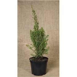 Можжевельник (Juniperus) обыкн. Арнольд d9 h5-15