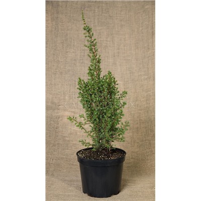 Можжевельник (Juniperus) обыкн. Арнольд d9 h5-15