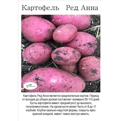 Картофель Ред Анна, сетка 2,5кг