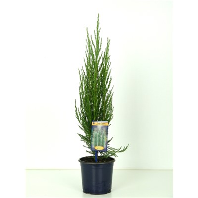 Можжевельник (Juniperus) скальный Блю Эрроу (KV) d15 h55-65